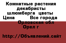 Комнатные растения, декабристы (шлюмберга) цветы › Цена ­ 300 - Все города  »    . Орловская обл.,Орел г.